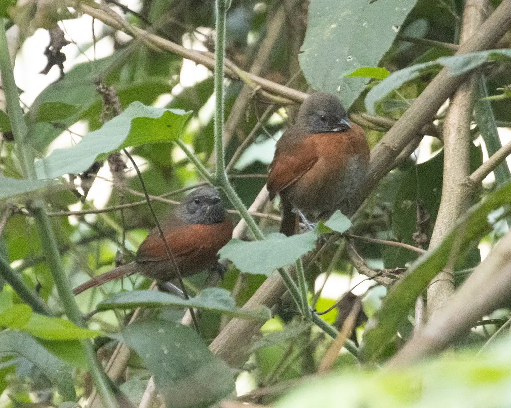 棕胸针尾雀(Synallaxis erythrothorax)