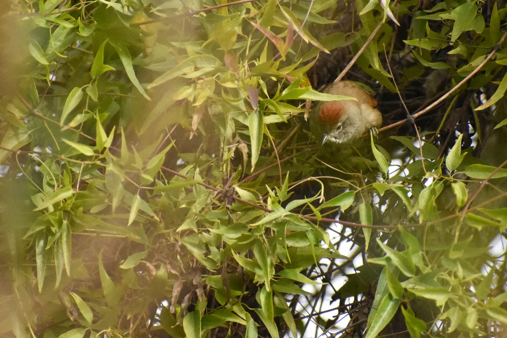 烟额针尾雀(Synallaxis frontalis)