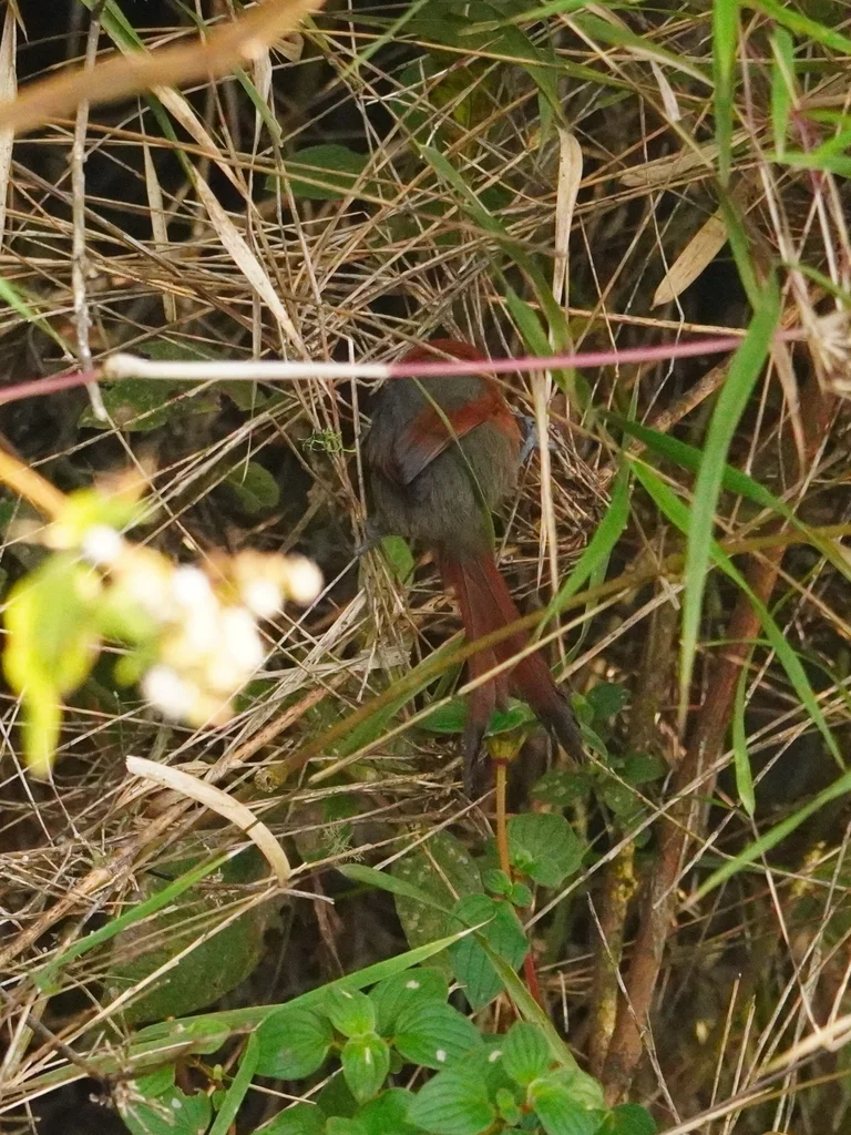 锈头针尾雀(Synallaxis fuscorufa)