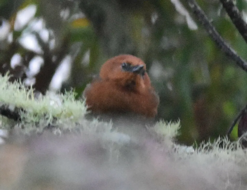 锈头针尾雀(Synallaxis fuscorufa)