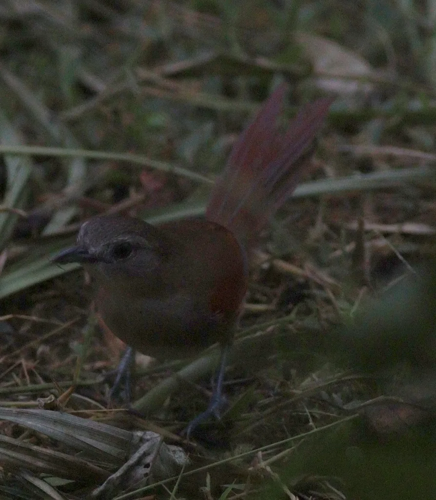 纯顶针尾雀(Synallaxis gujanensis)