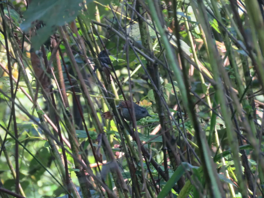 纯顶针尾雀(Synallaxis gujanensis)