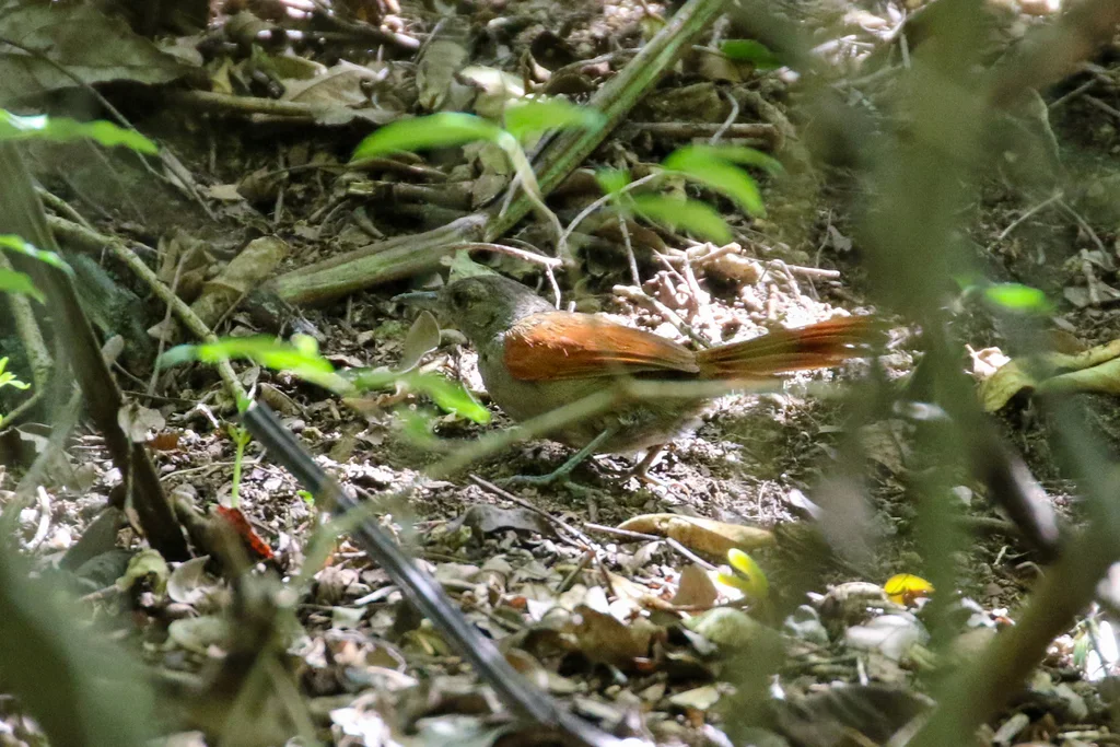 马谷针尾雀(Synallaxis maranonica)