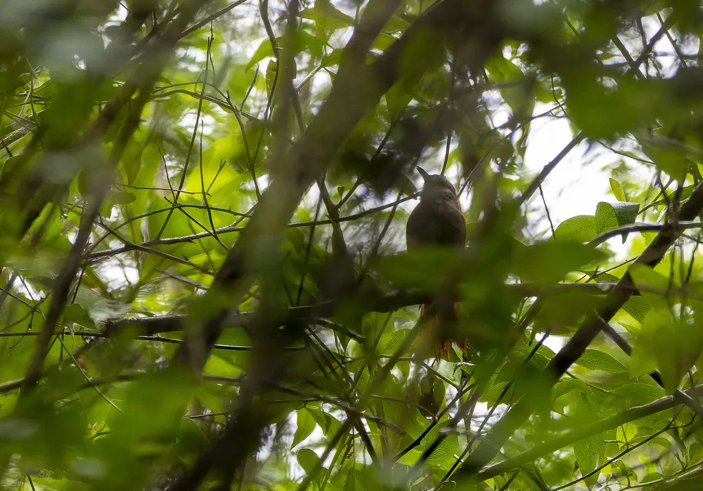 马谷针尾雀(Synallaxis maranonica)
