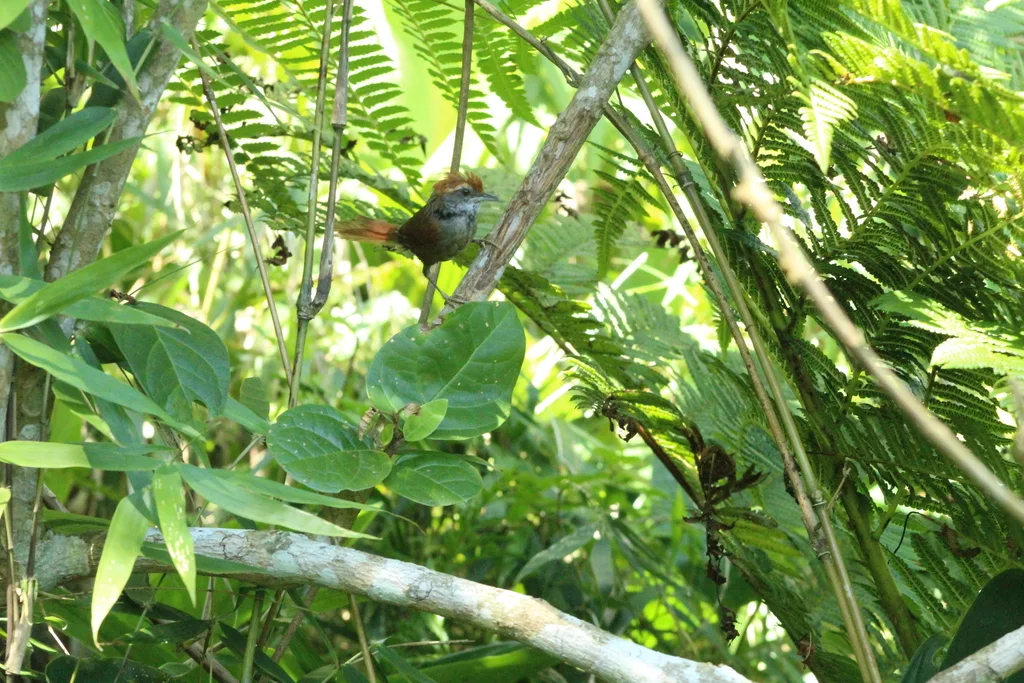 棕顶针尾雀(Synallaxis ruficapilla)