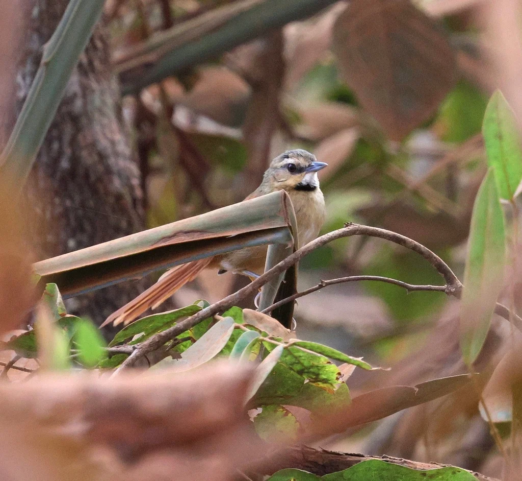 褐颊针尾雀(Synallaxis scutata)