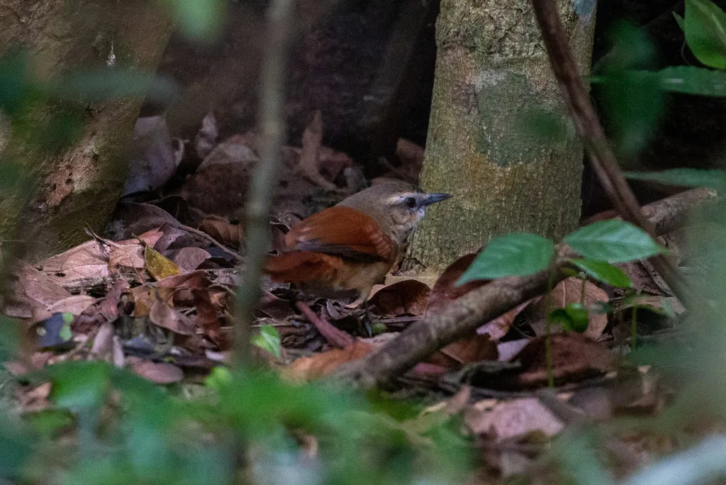 褐颊针尾雀(Synallaxis scutata)