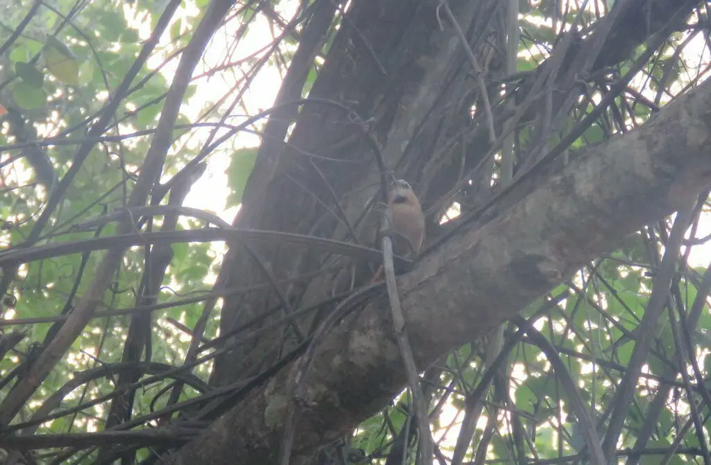 褐颊针尾雀(Synallaxis scutata)
