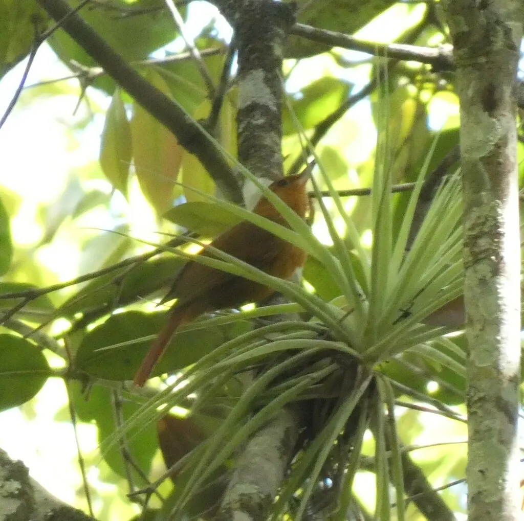 草黄拾叶雀(Syndactyla dimidiata)