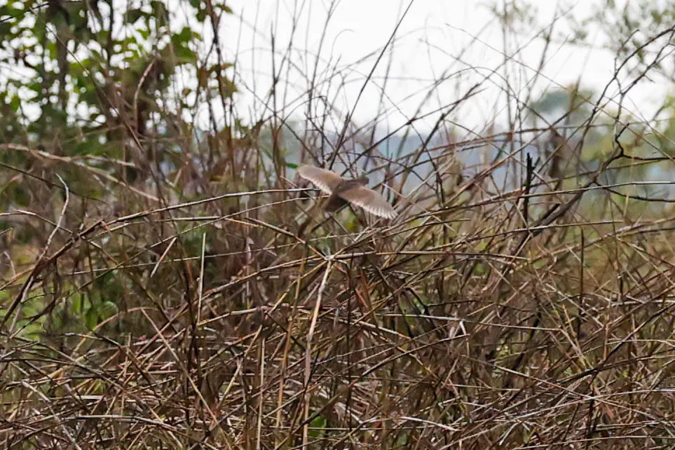 非洲蓝鹑(Synoicus adansonii)