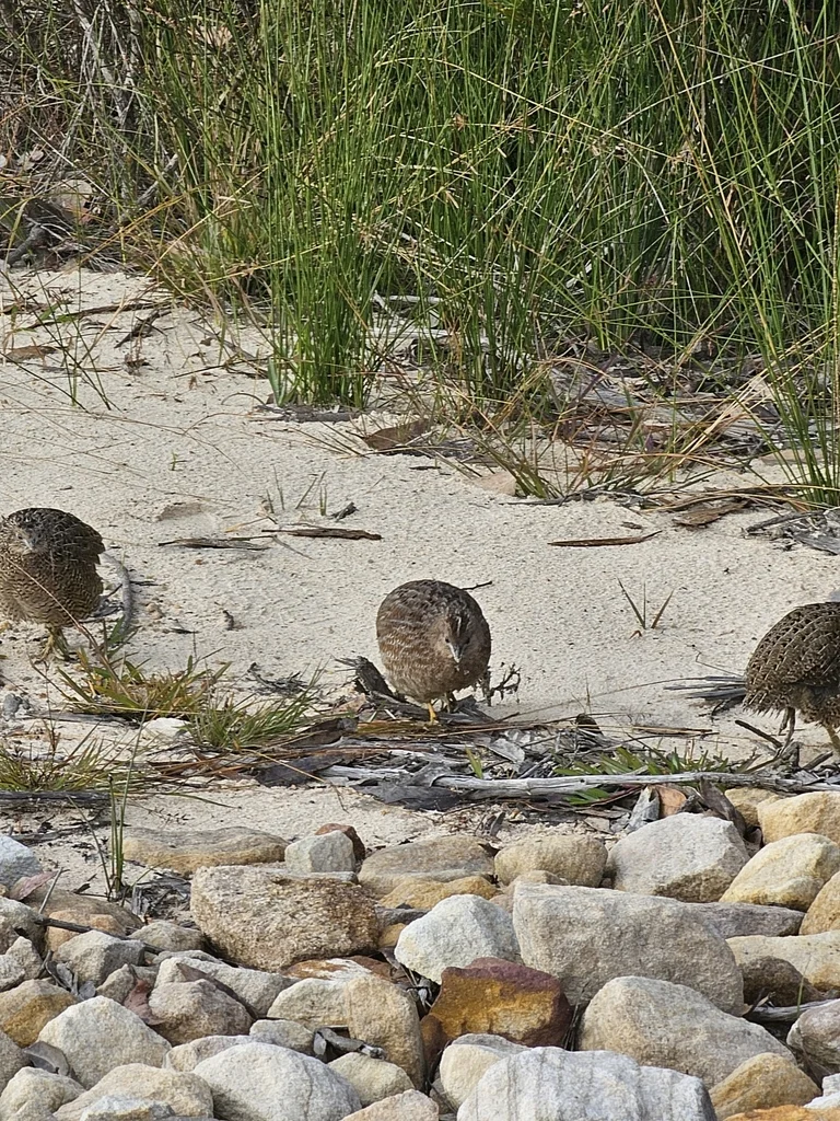 褐鹌鹑(Synoicus ypsilophorus)