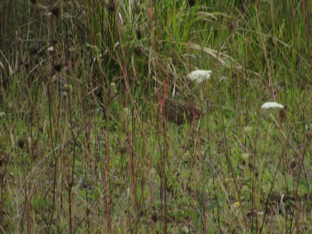 褐鹌鹑(Synoicus ypsilophorus)