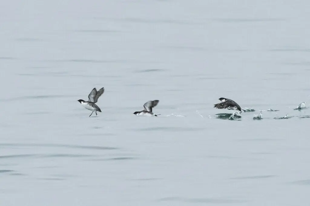扁嘴海雀(Synthliboramphus antiquus)