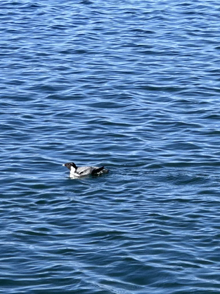 扁嘴海雀(Synthliboramphus antiquus)