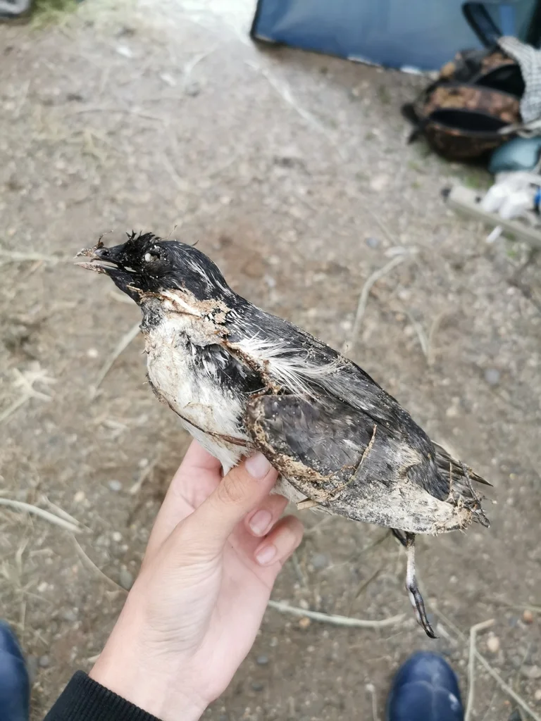 扁嘴海雀(Synthliboramphus antiquus)