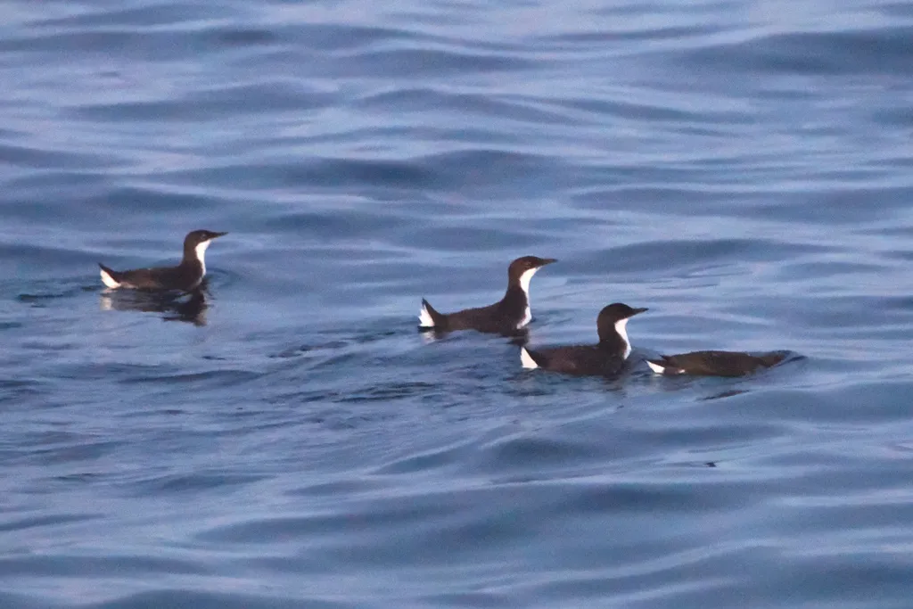 克氏海雀(Synthliboramphus craveri)