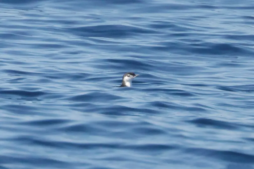 桑氏海雀(Synthliboramphus hypoleucus)