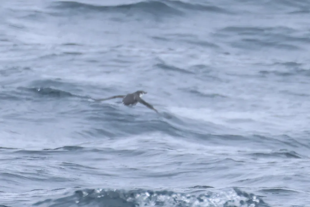 桑氏海雀(Synthliboramphus hypoleucus)