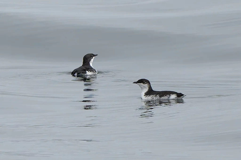 斯氏海雀(Synthliboramphus scrippsi)