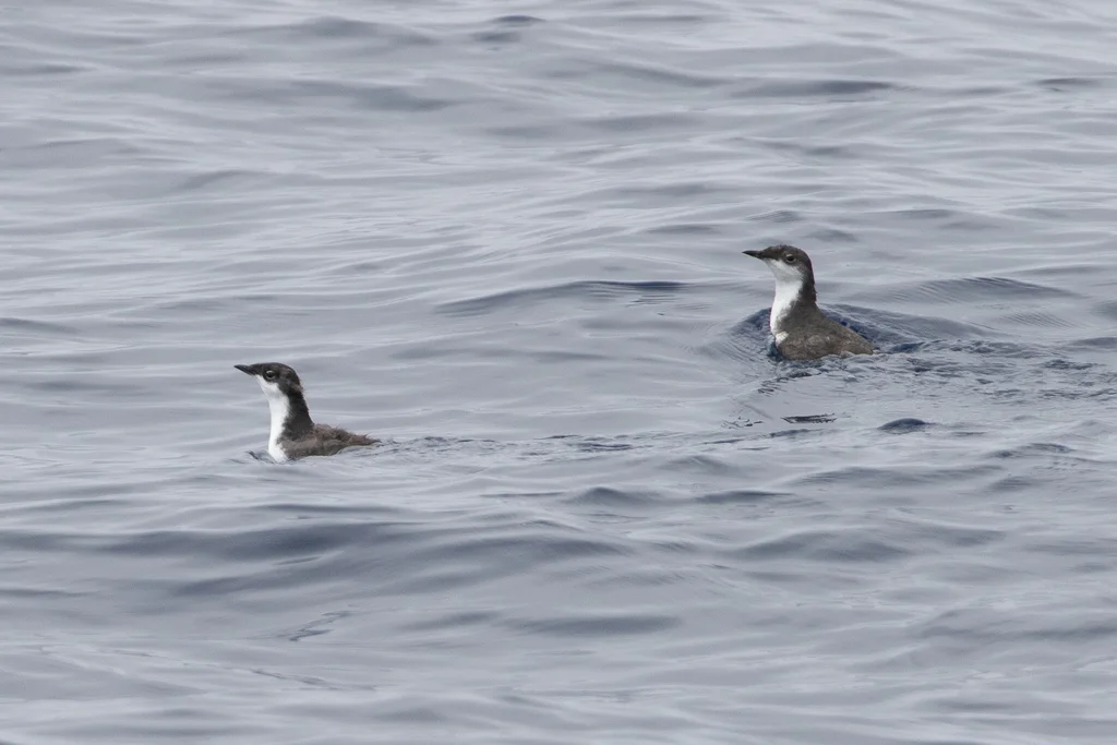 斯氏海雀(Synthliboramphus scrippsi)