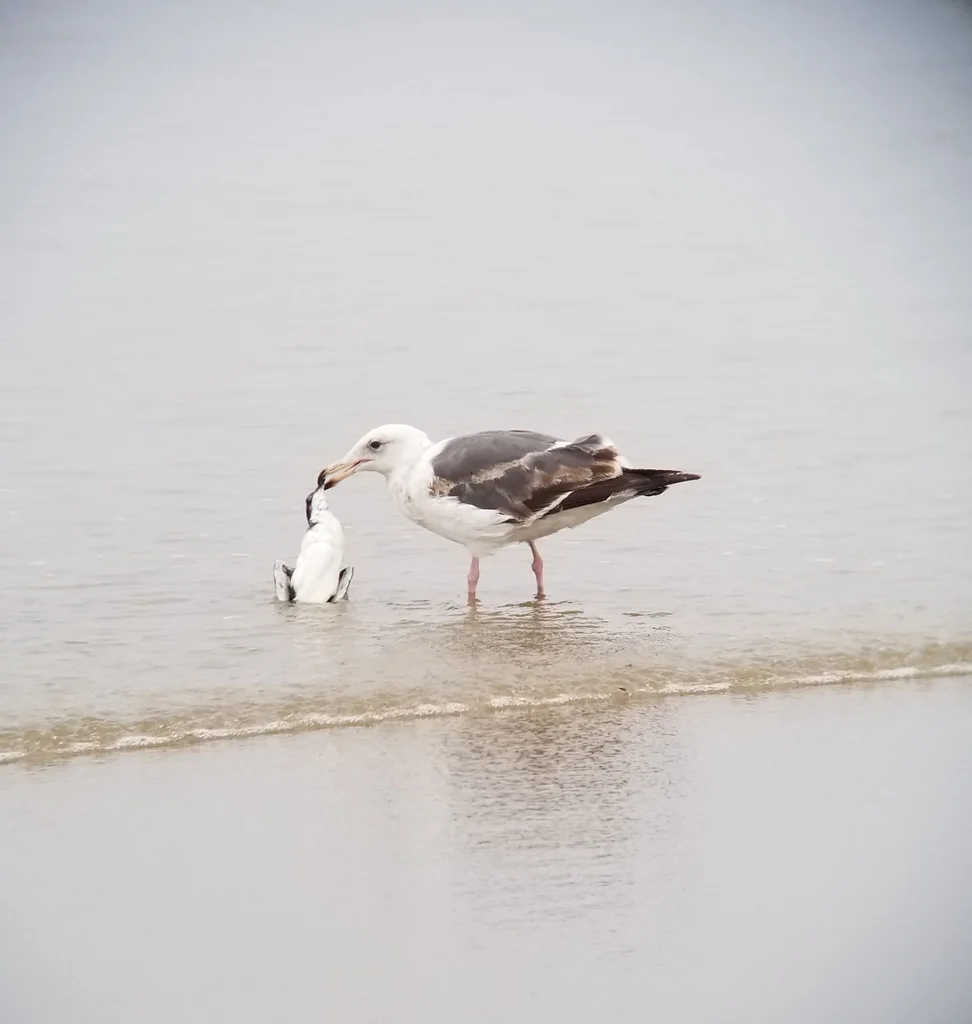 斯氏海雀(Synthliboramphus scrippsi)