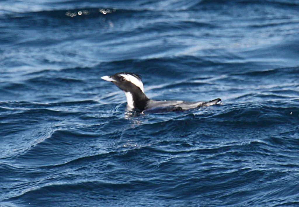 冠海雀(Synthliboramphus wumizusume)