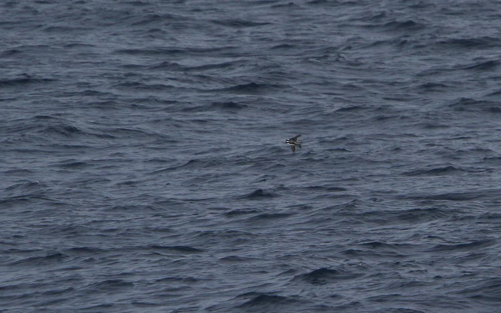 冠海雀(Synthliboramphus wumizusume)