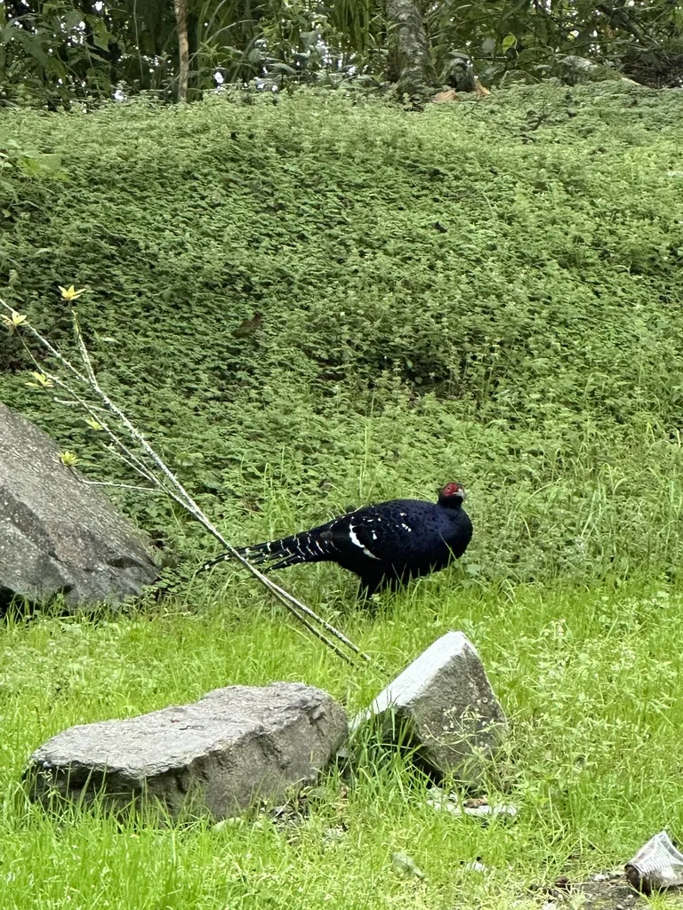 黑长尾雉(Syrmaticus mikado)