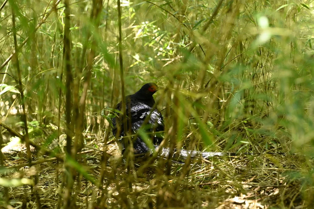 黑长尾雉(Syrmaticus mikado)