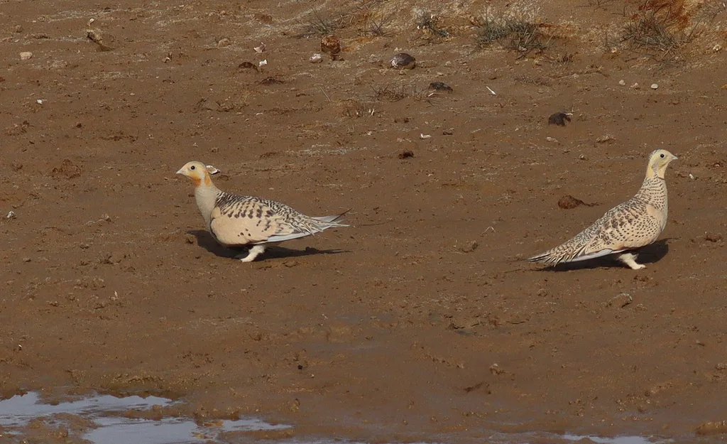 毛腿沙鸡(Syrrhaptes paradoxus)