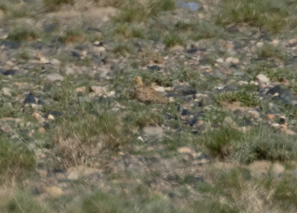 毛腿沙鸡(Syrrhaptes paradoxus)