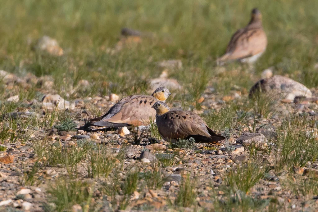 西藏毛腿沙鸡(Syrrhaptes tibetanus)
