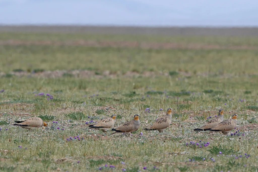 西藏毛腿沙鸡(Syrrhaptes tibetanus)