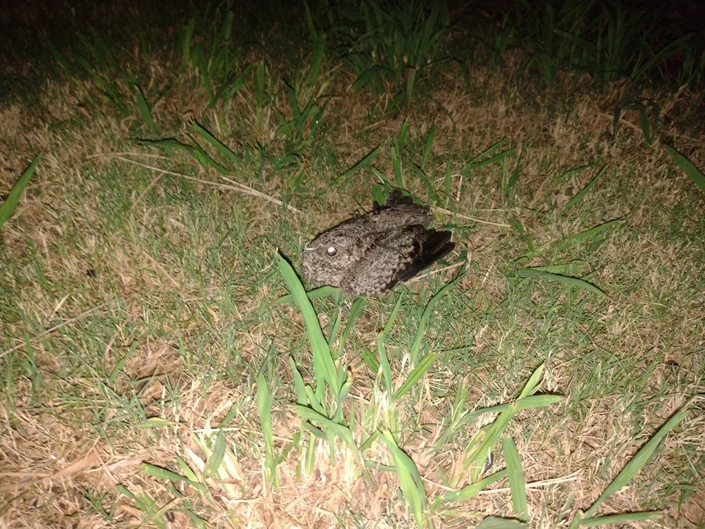 斑翅夜鹰（Systellura longirostris）