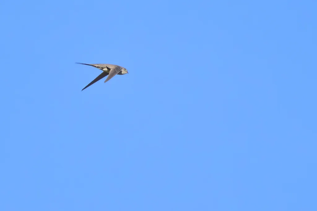 叉尾棕雨燕(Tachornis squamata)