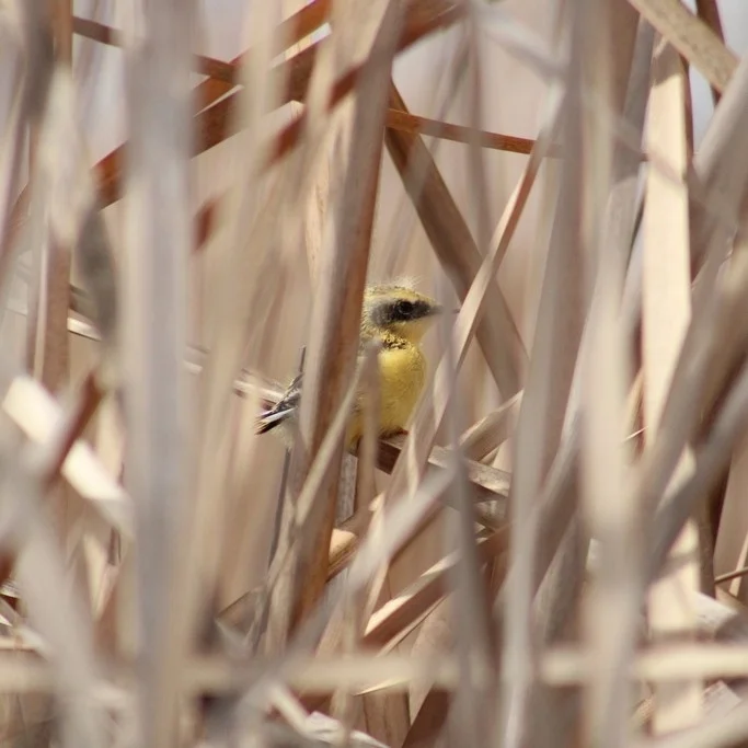 多色苇霸鹟(Tachuris rubrigastra)