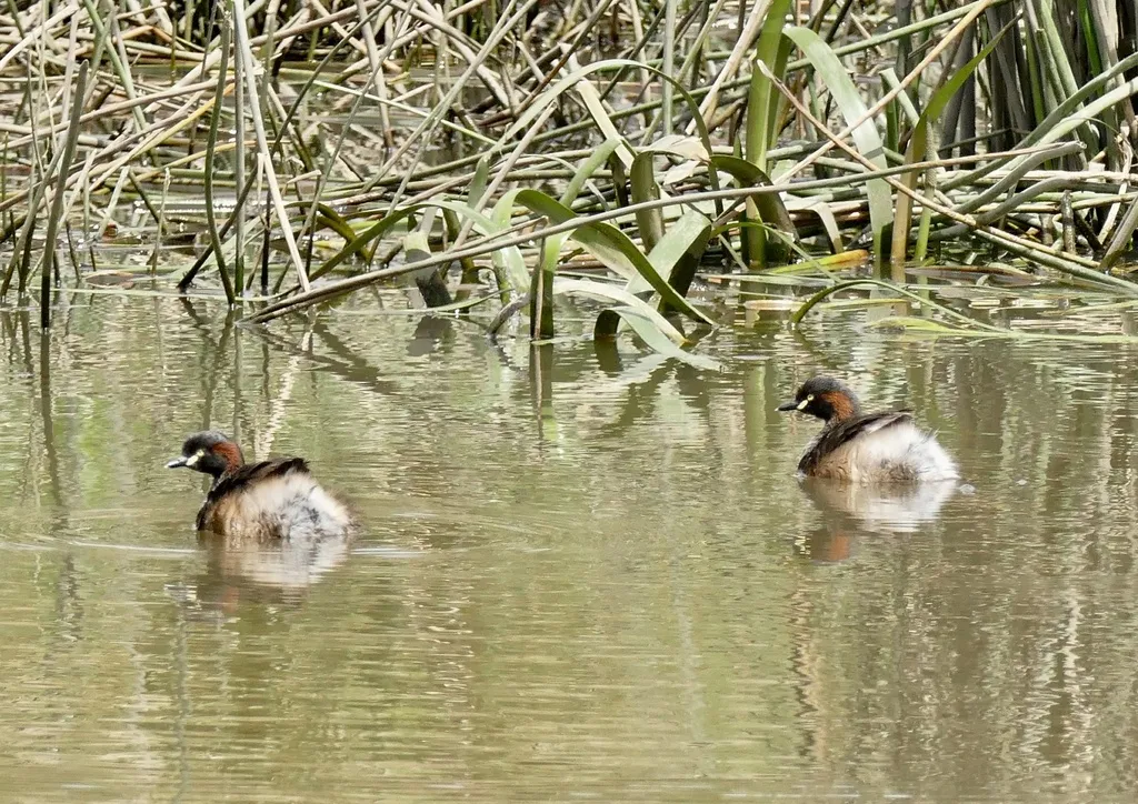 黑喉小䴙䴘(Tachybaptus novaehollandiae)