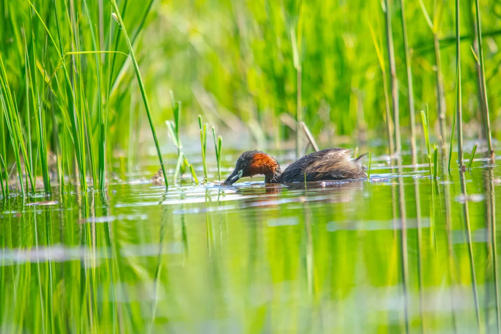 小䴙䴘(Tachybaptus ruficollis)