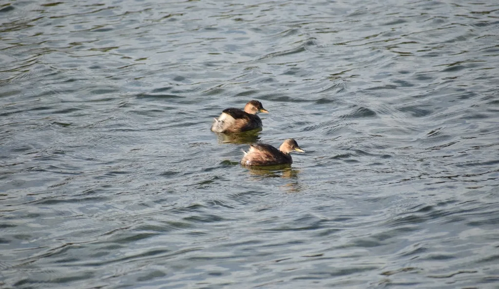 小䴙䴘(Tachybaptus ruficollis)