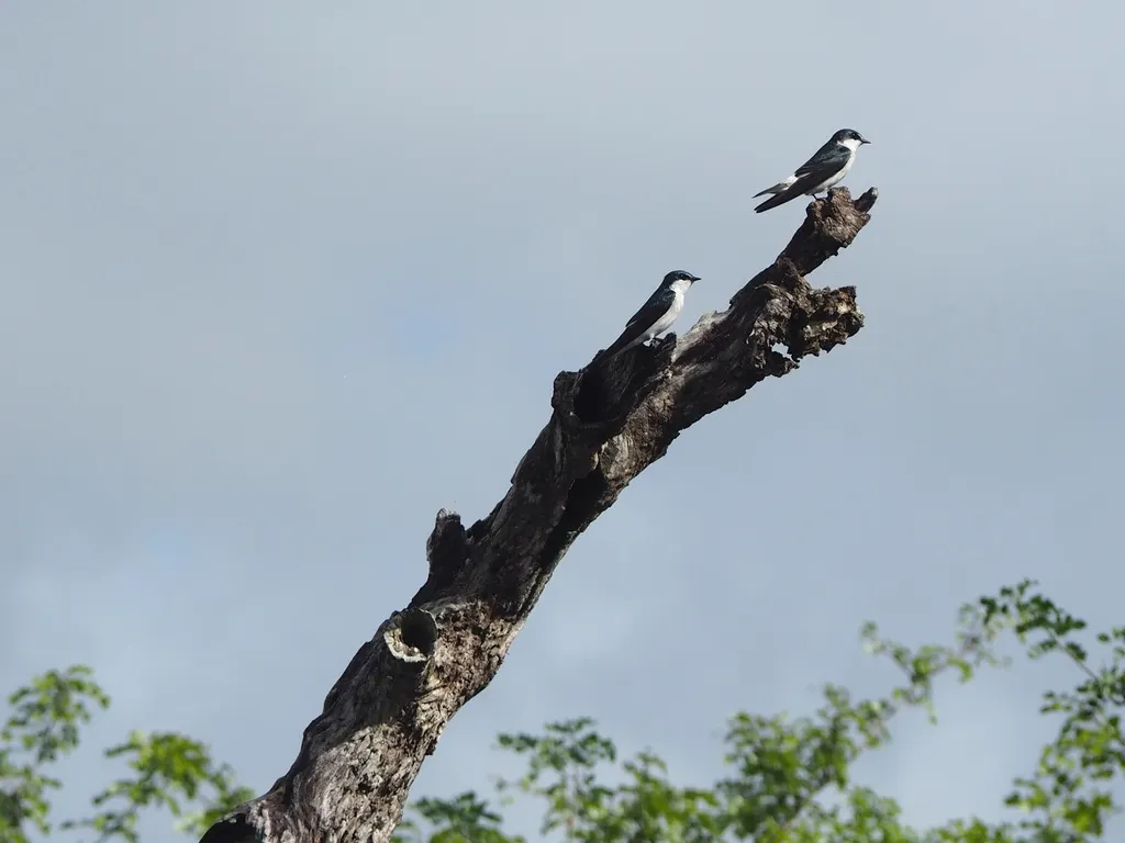 红树燕(Tachycineta albilinea)