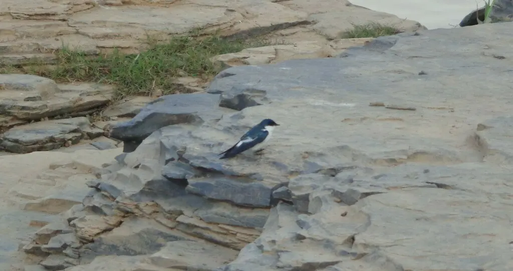 白翅树燕(Tachycineta albiventer)