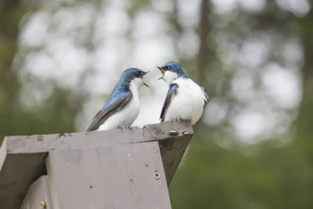 双色树燕(Tachycineta bicolor)