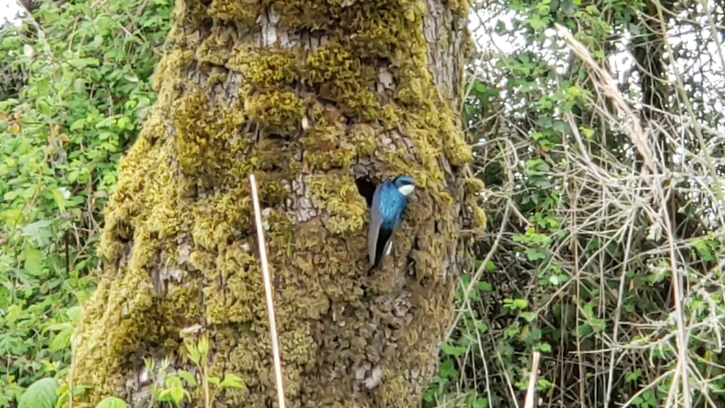 双色树燕(Tachycineta bicolor)