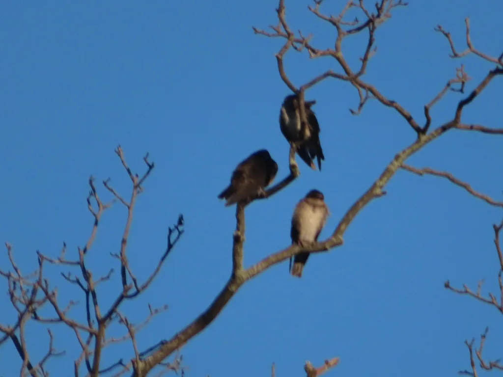 双色树燕(Tachycineta bicolor)