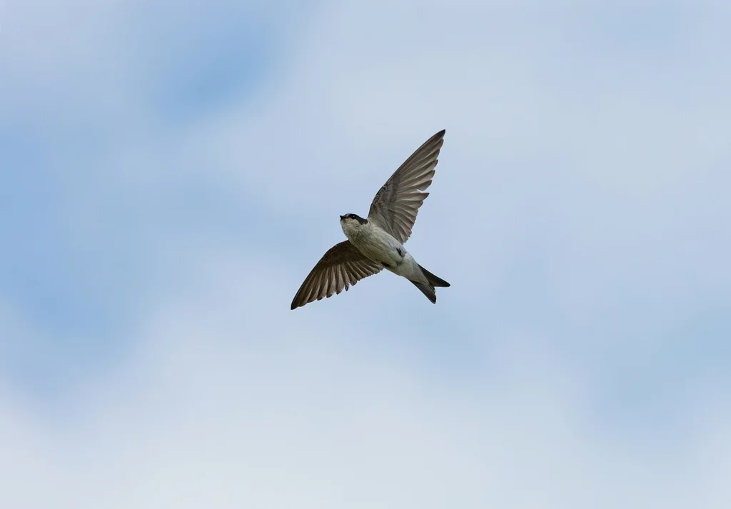 秘鲁树燕(Tachycineta stolzmanni)