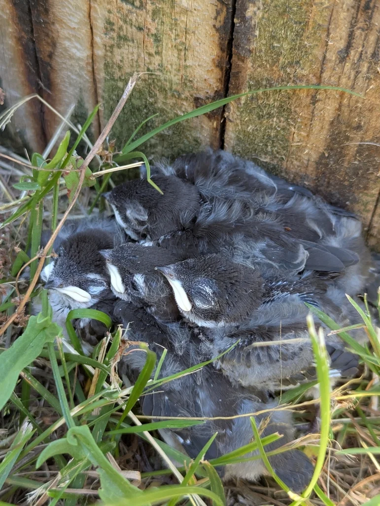 紫绿树燕(Tachycineta thalassina)