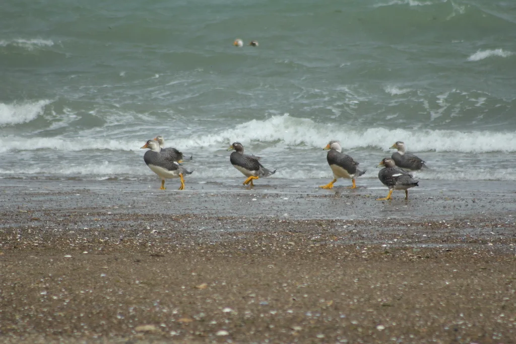 白头船鸭(Tachyeres leucocephalus)