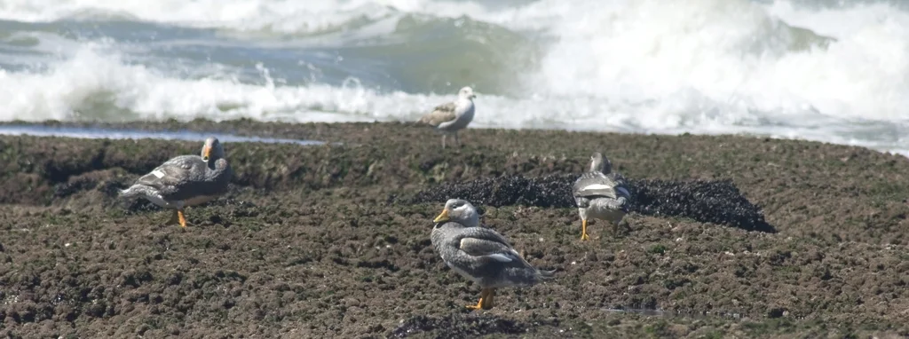 白头船鸭(Tachyeres leucocephalus)