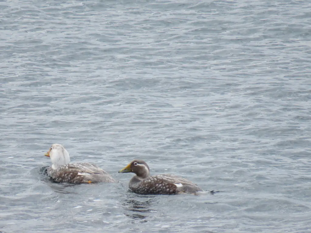 白头船鸭(Tachyeres leucocephalus)