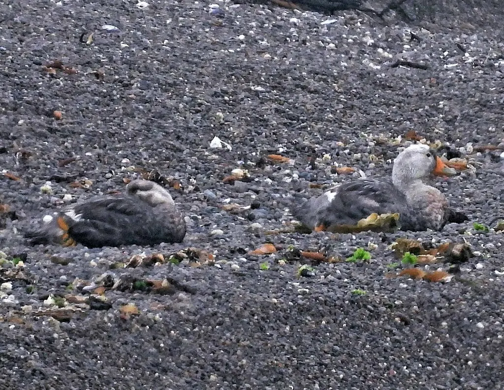 白头船鸭(Tachyeres leucocephalus)
